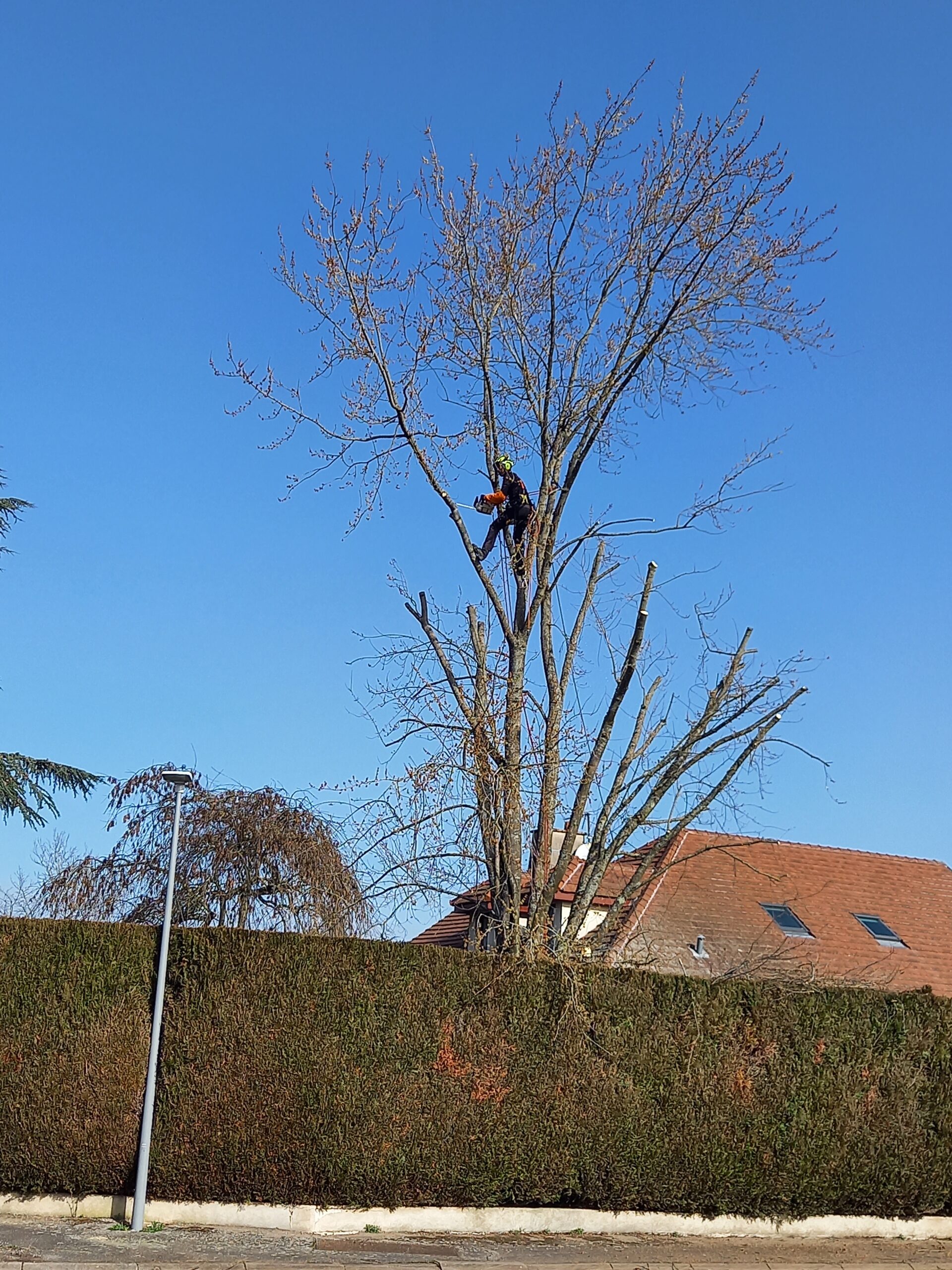 Elagage d’arbres